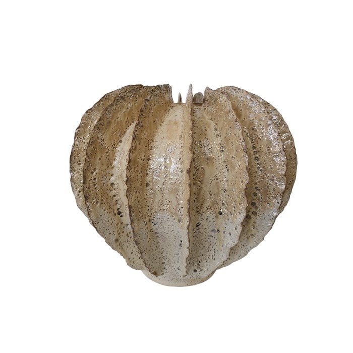 ואזה ריף אייבורי L