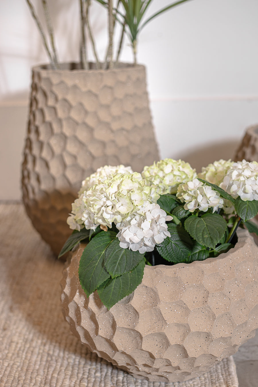 עציץ בוטניקה אייבורי