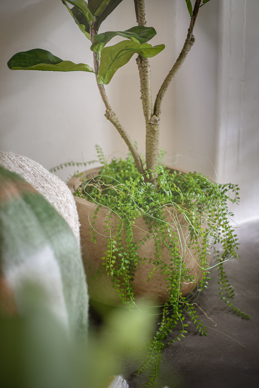 פלנטר בריסל סטון XL