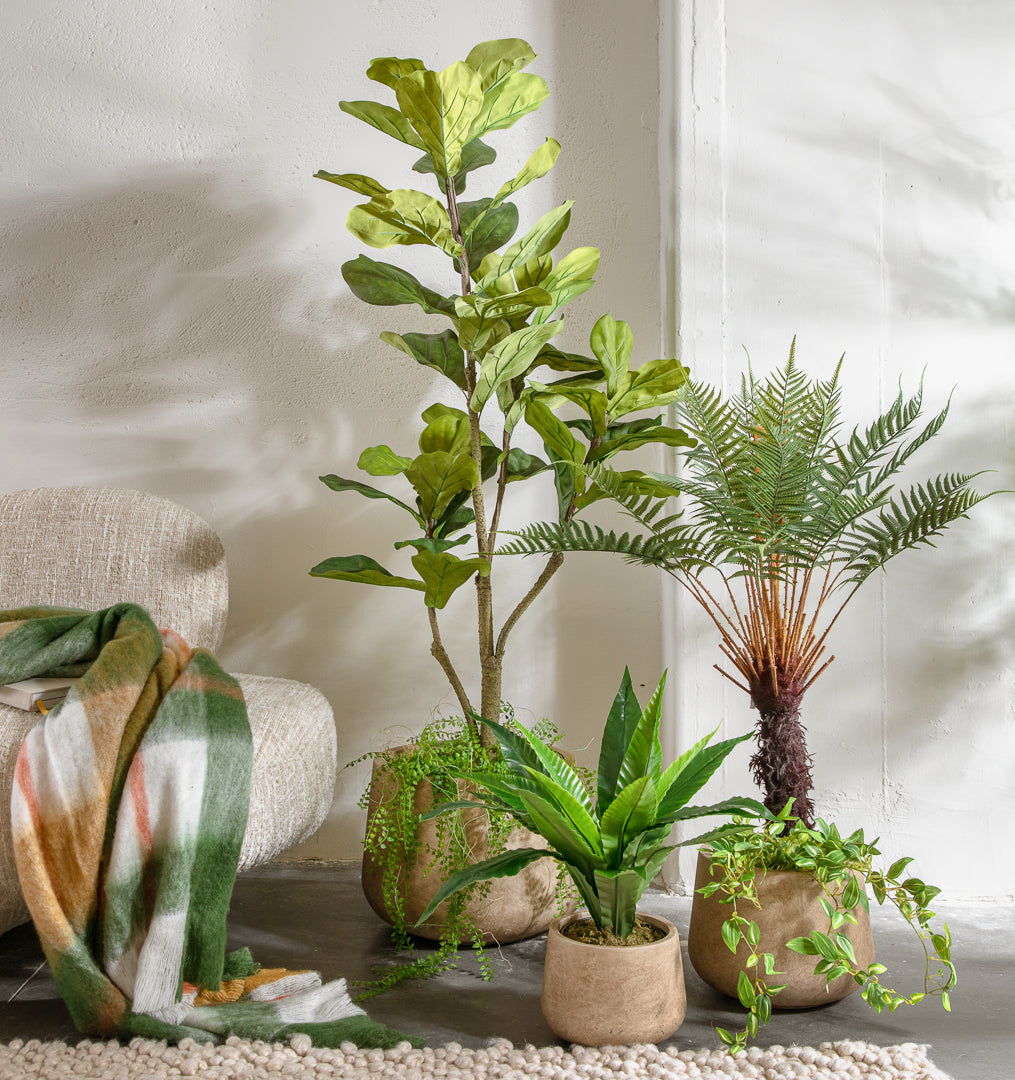 פלנטר בריסל סטון XL